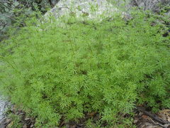 Bidens lemmonii