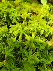 Sphagnum girgensohnii