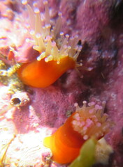 Corynactis australis