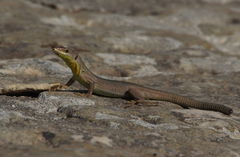 Podarcis filfolensis maltensis