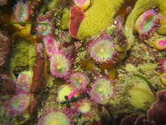 Corynactis australis