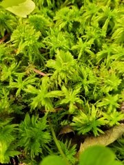 Sphagnum girgensohnii