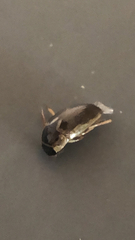 Tropisternus lateralis