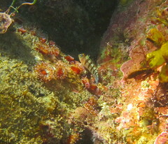 Notoclinops segmentatus