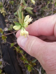 Lonicera villosa