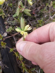 Lonicera villosa
