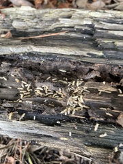 Reticulitermes flavipes