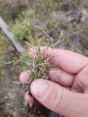Equisetum scirpoides