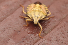Carpocoris