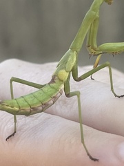 Tenodera sinensis