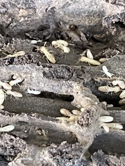 Reticulitermes flavipes