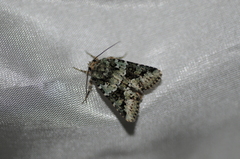 Lacinipolia