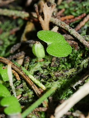 Corybas trilobus aggregate