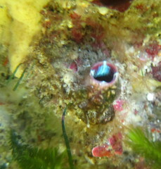 Cnemidocarpa nisiotis