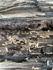 Reticulitermes flavipes