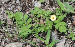 Kallstroemia rosei