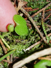 Corybas trilobus aggregate