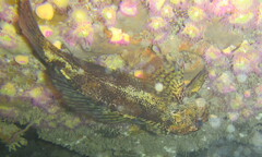 Bovichtus variegatus