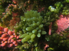 Sacoproteus smaragdinus