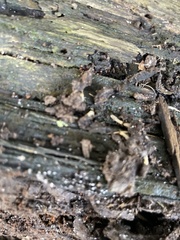 Reticulitermes flavipes