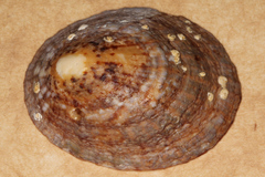 Cellana
