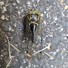 Neotibicen linnei