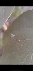 Cyrtepistomus castaneus