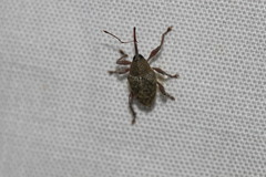 Curculio glandium