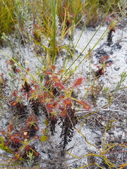 Drosera glabripes