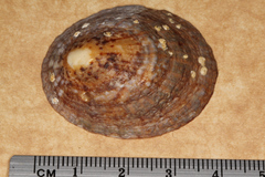 Cellana