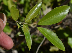 Triflorensia ixoroides