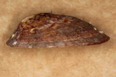 Cellana