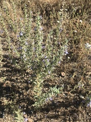 Trichostema lanceolatum