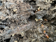 Camponotus floridanus