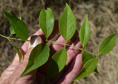Secamone elliptica