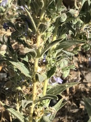 Trichostema lanceolatum