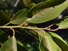 Capparis arborea