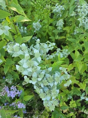 Pycnanthemum muticum