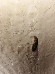 Stenolophus ochropezus