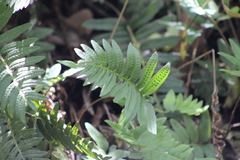Polypodium calirhiza