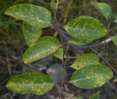 Cryptostegia grandiflora