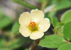 Kallstroemia rosei