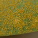 Maravalia cryptostegiae - Photo (c) Russell Cumming, algunos derechos reservados (CC BY-NC), subido por Russell Cumming