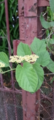 Cissus verticillata