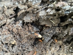 Camponotus floridanus