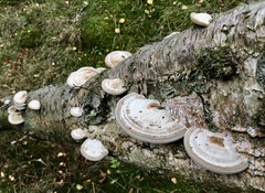 Daedaleopsis confragosa