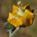 Abutilon auritum - Photo (c) Russell Cumming,  זכויות יוצרים חלקיות (CC BY-NC), הועלה על ידי Russell Cumming
