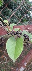Cissus verticillata