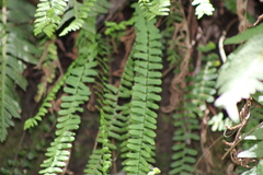 Asplenium trichomanes