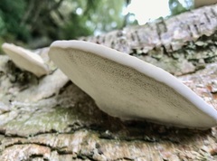 Daedaleopsis confragosa